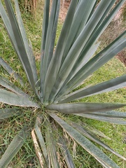 Agave fourcroydes