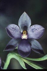 Thelymitra nervosa