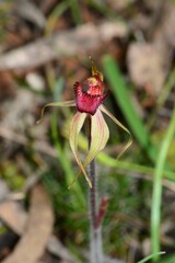 Caladenia ampla