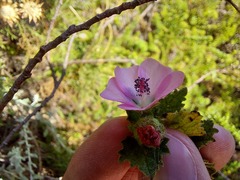 Anisodontea