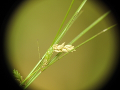 Cyperus gracilis
