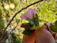 Anisodontea