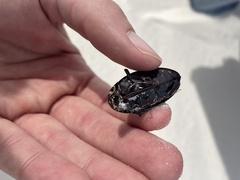 Hydrophilus triangularis