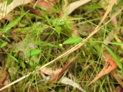 Phyllanthus virgatus