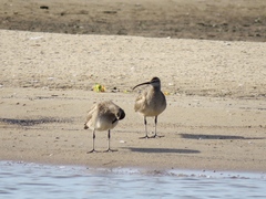 Numenius phaeopus hudsonicus