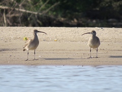 Numenius phaeopus hudsonicus