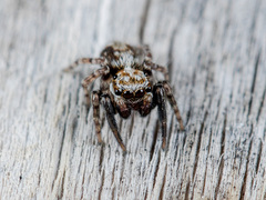 Pseudeuophrys obsoleta