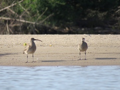 Numenius phaeopus hudsonicus