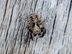 Pseudeuophrys obsoleta