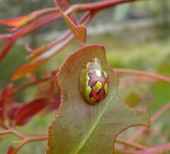 Paropsisterna nobilitata