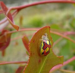 Paropsisterna nobilitata
