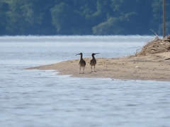Numenius phaeopus hudsonicus