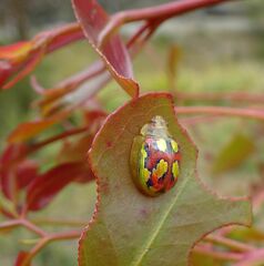 Paropsisterna nobilitata