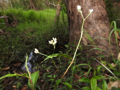 Persicaria dichotoma