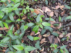 Persicaria dichotoma