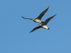Numenius phaeopus hudsonicus