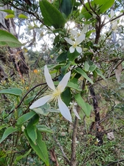 Clematis aristata