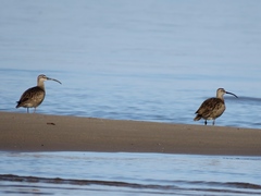 Numenius phaeopus hudsonicus