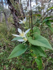 Clematis aristata