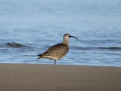 Numenius phaeopus hudsonicus