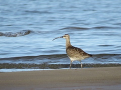 Numenius phaeopus hudsonicus