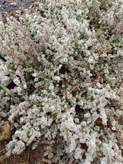 Halogeton sativus