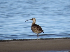 Numenius phaeopus hudsonicus