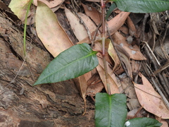 Persicaria dichotoma