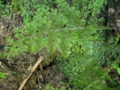 Hymenophyllum flexuosum