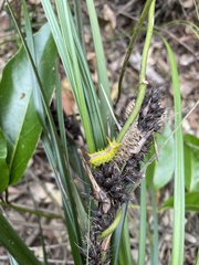 Anaxidia lozogramma