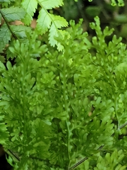Hymenophyllum flexuosum