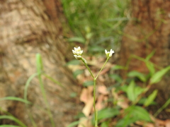Persicaria dichotoma