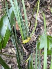 Anaxidia lozogramma