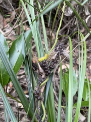 Anaxidia lozogramma