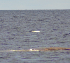 Delphinapterus leucas