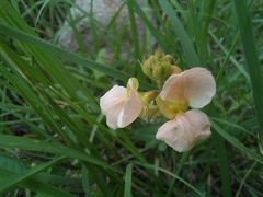 Macroptilium gibbosifolium