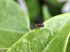 Steganopsis melanogaster