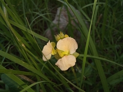 Macroptilium gibbosifolium