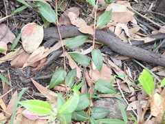 Persicaria dichotoma