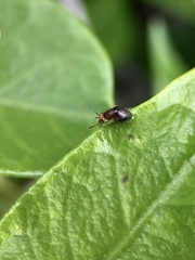 Steganopsis melanogaster