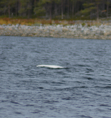 Delphinapterus leucas