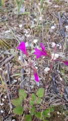 Pelargonium rodneyanum