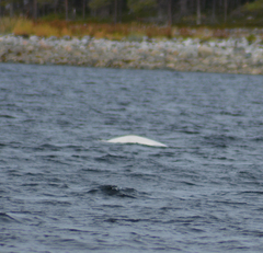 Delphinapterus leucas