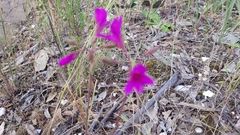 Pelargonium rodneyanum