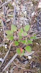 Pelargonium rodneyanum
