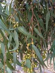 Eucalyptus gomphocephala