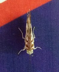 Ariconias albinus