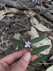 Eremophila debilis