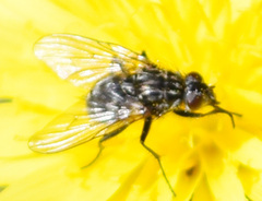 Muscidae