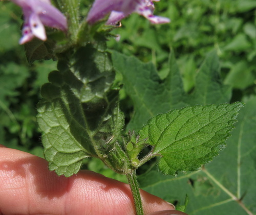 Image of Stachys tubulosa by no rights reserved